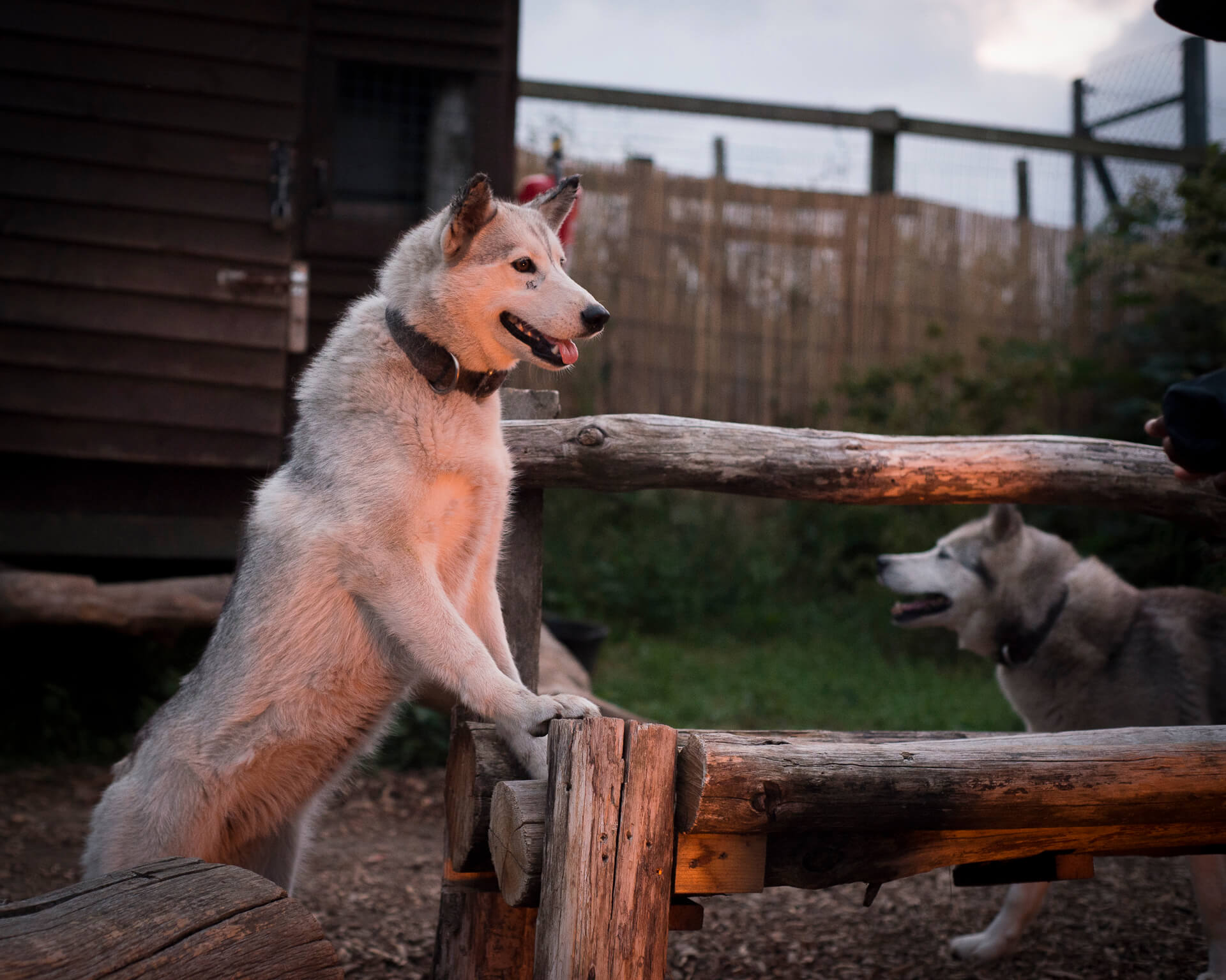 Husky Experience – Cubs